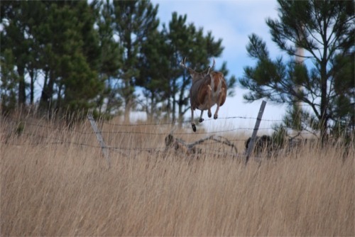 Whitetail buck